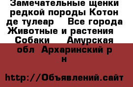 Замечательные щенки редкой породы Котон де тулеар  - Все города Животные и растения » Собаки   . Амурская обл.,Архаринский р-н